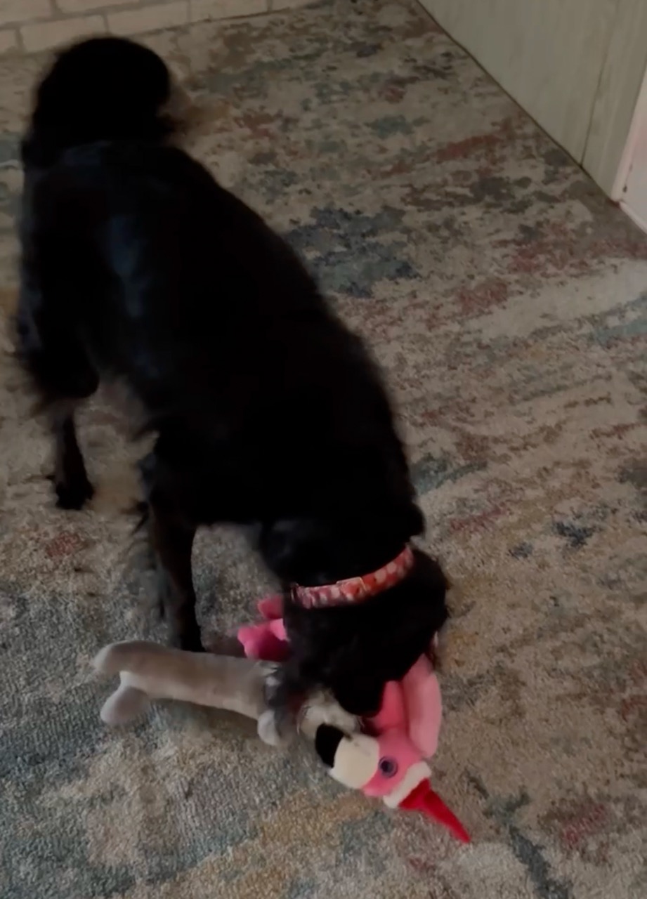 Santigo and Log Dog!