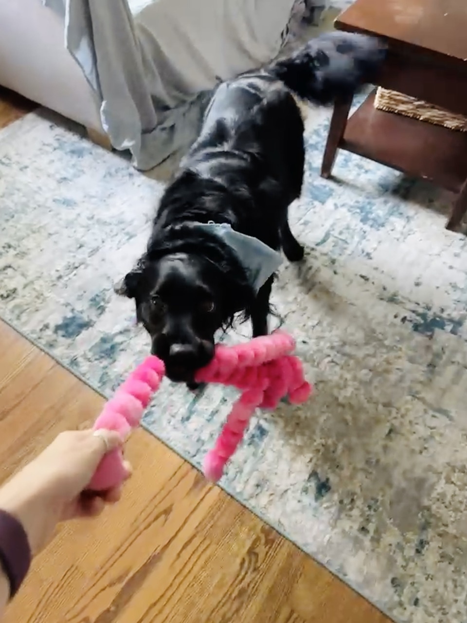 tuggin mah Pink Pig!